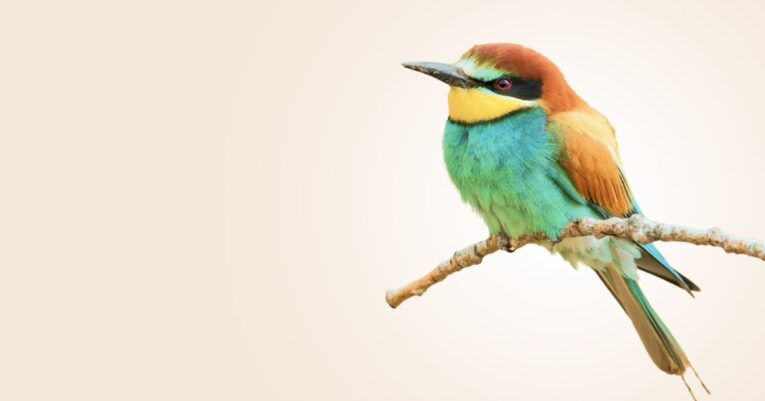 banner_4_bird@2x